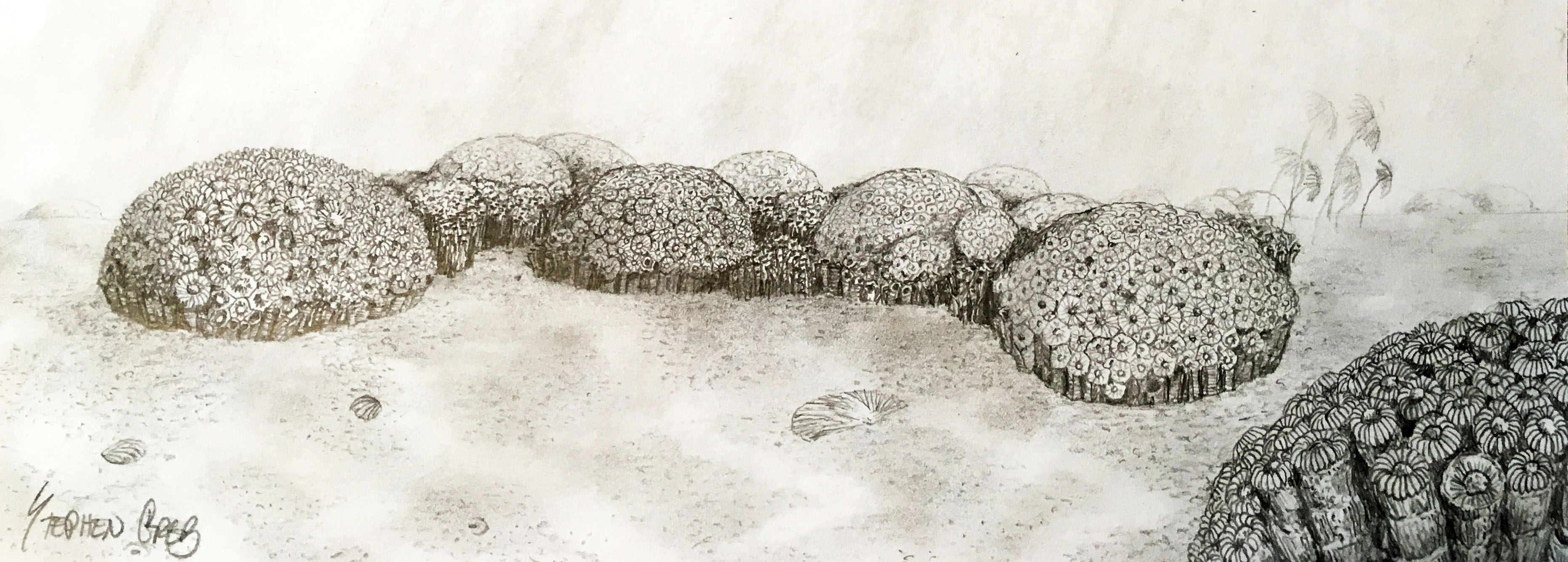 The seafloor during deposition of the St. Louis Limestone, with colonies of the honeycomb coral Acrocyathus floriformus and A. proliferum, and thin-tubed colonies of the pipe-organ coral Syringopora. Illustration by Stephen Greb.